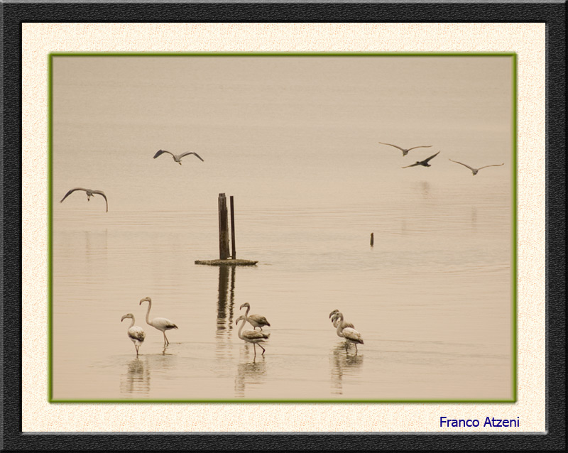 photo "The cemetary of the birds" tags: misc., 