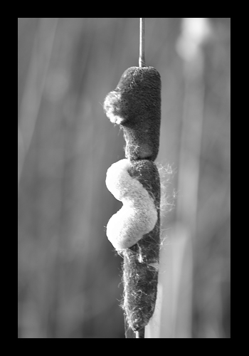 photo "Lips" tags: black&white, nature, flowers