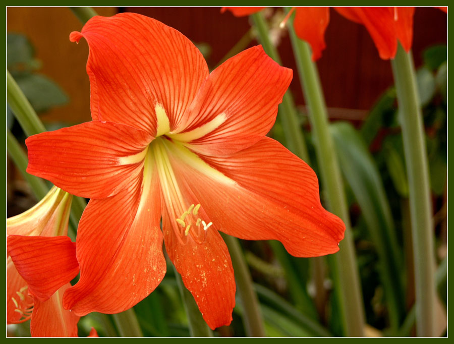 photo "lily" tags: macro and close-up, nature, flowers