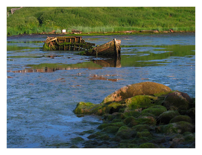 фото "Жизнь после смерти" метки: пейзаж, вода