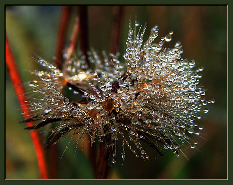 photo "The crystal order of a dandelion." tags: nature, macro and close-up, flowers