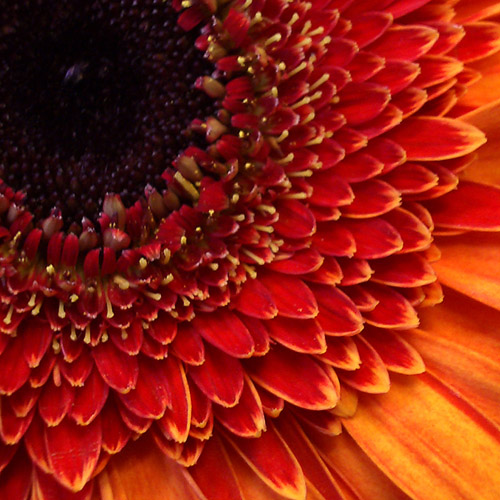 фото "The sun" метки: природа, макро и крупный план, цветы