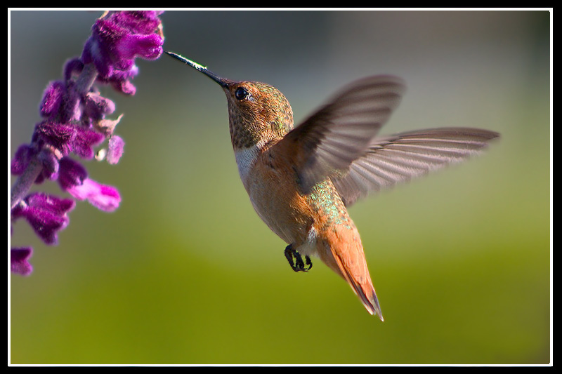 фото "Hummingbird Flying(Calypte anna" Anna`s Hummingbir" метки: природа, дикие животные, домашние животные