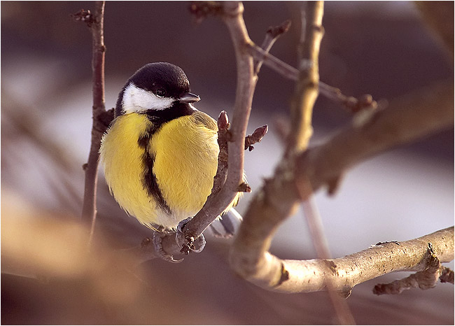 photo "Great tit" tags: nature, wild animals