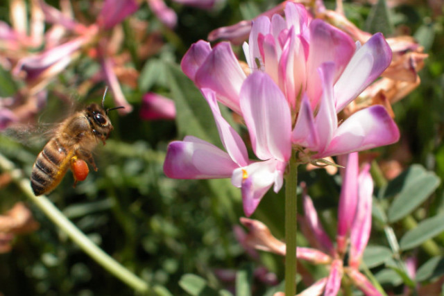 фото "Finally the nectar!" метки: природа, насекомое