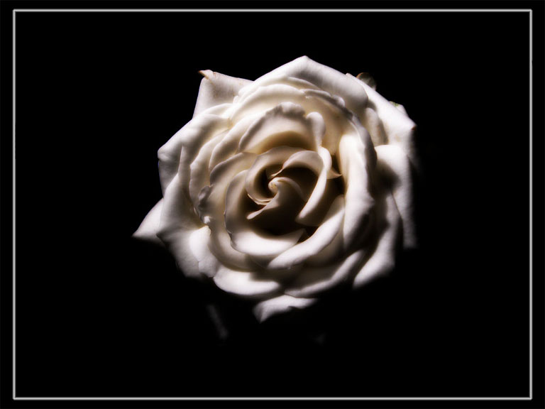 photo "*--*" tags: nature, flowers