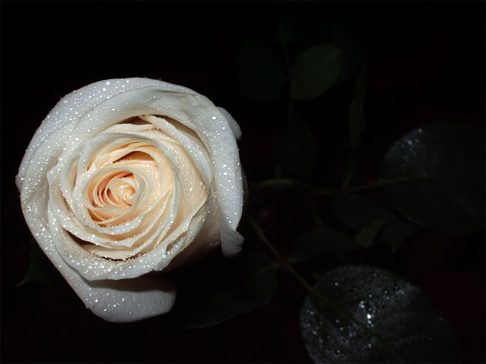 photo "rose-white" tags: macro and close-up, nature, flowers