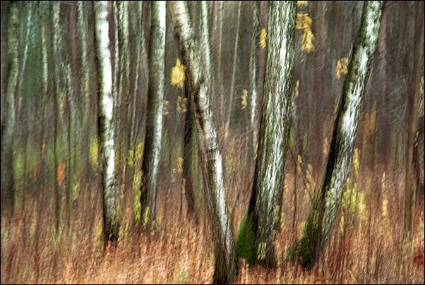 photo "Impressionism #14" tags: landscape, portrait, forest