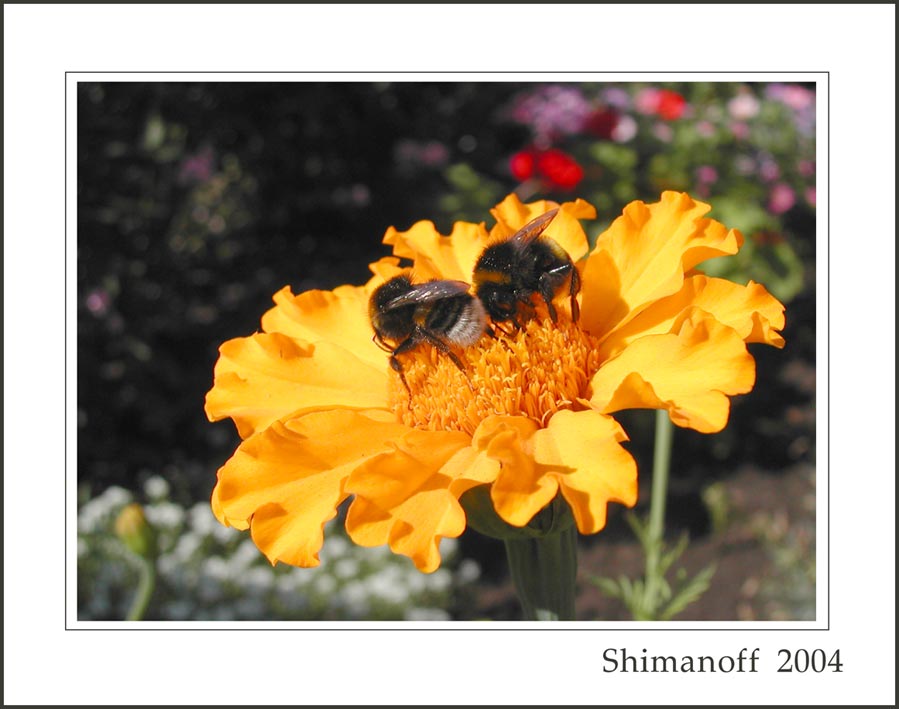 photo "Thirst summer" tags: macro and close-up, nature, insect