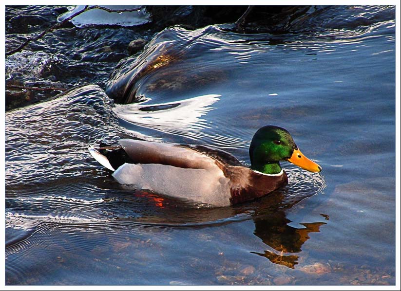 фото "Преодоление :)" метки: природа, 