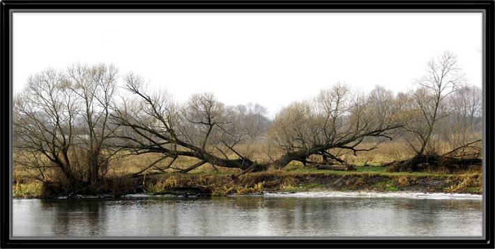 photo "Aging pussy willow beside river, or prepared in tw" tags: landscape, nature, flowers, water