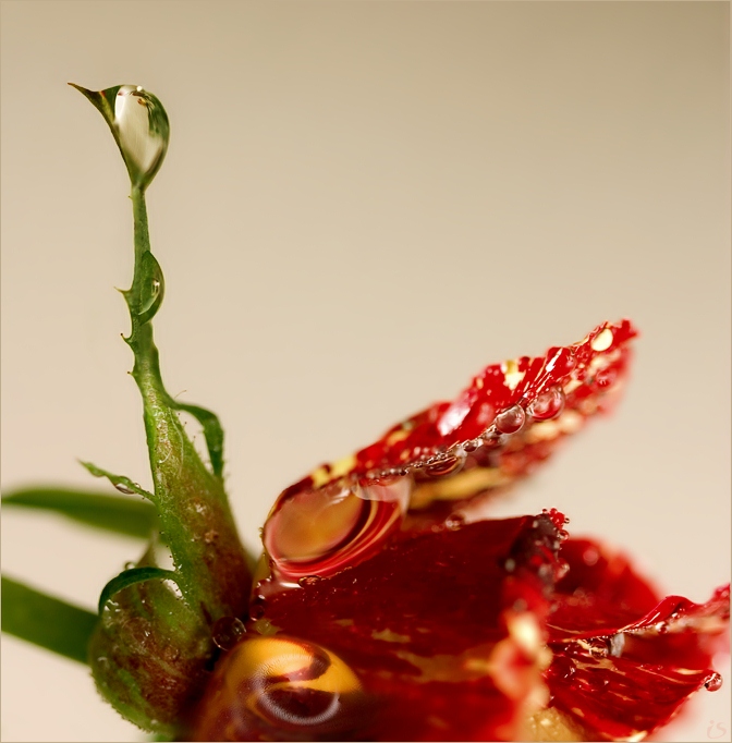 photo "The bird with a rich-red wings." tags: macro and close-up, nature, flowers