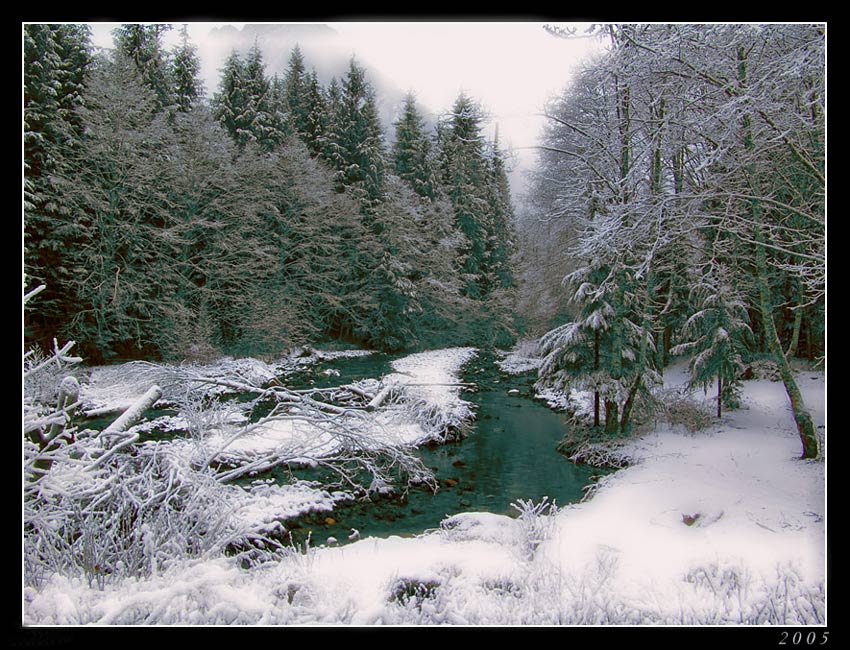 фото "in the winter" метки: пейзаж, зима, лес