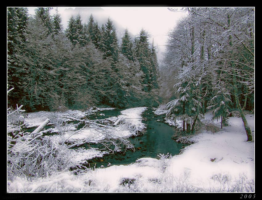 photo "in the winter" tags: landscape, forest, winter