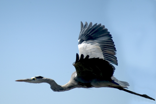 фото "Heron" метки: природа, путешествия, Африка