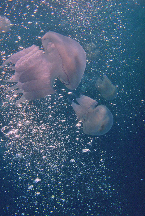 photo "Not clearly lifes" tags: underwater, nature, 