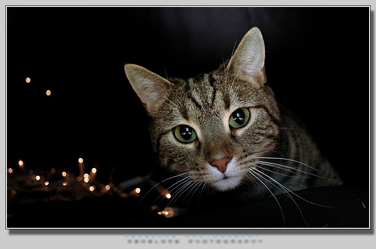 photo "Romy, my cat" tags: nature, pets/farm animals