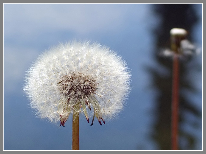 photo "***" tags: nature, flowers