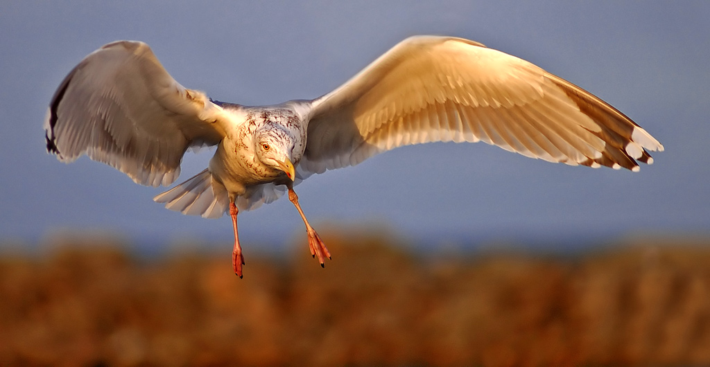 photo "Gull 5" tags: nature, 