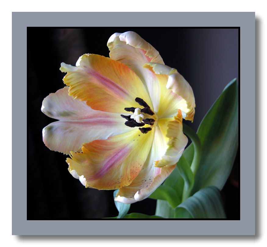 photo "Hybrid tulip" tags: nature, flowers