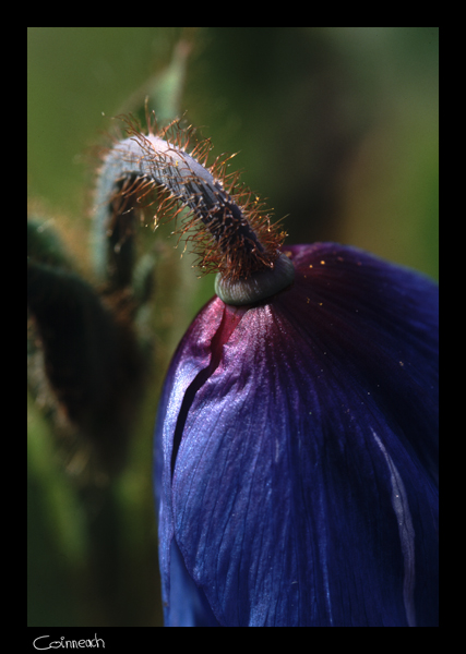 фото "Flower Detail" метки: макро и крупный план, природа, цветы