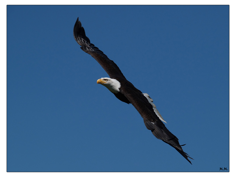 photo "The liberty of the eagle" tags: nature, wild animals