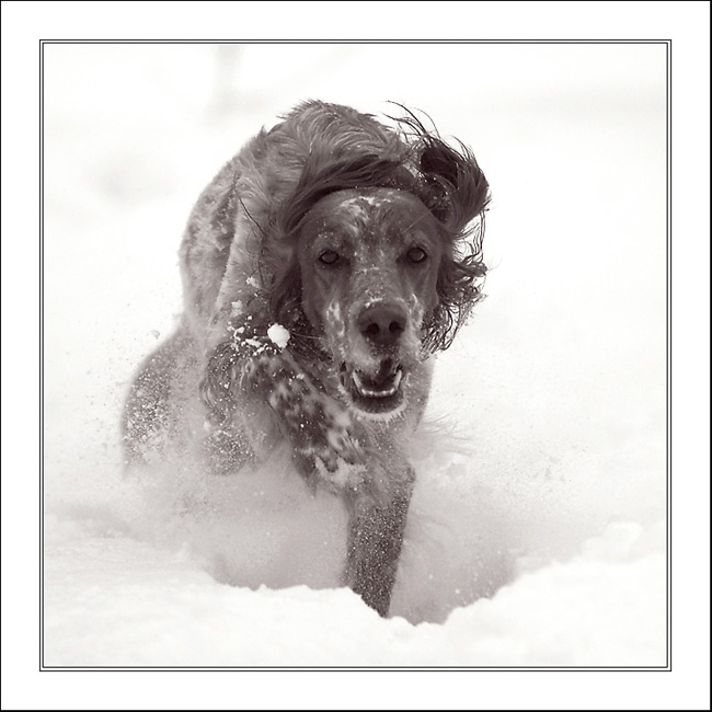 photo "English Setter" tags: nature, black&white, pets/farm animals