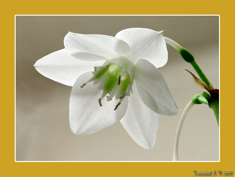 photo "Simply a flower." tags: nature, macro and close-up, flowers