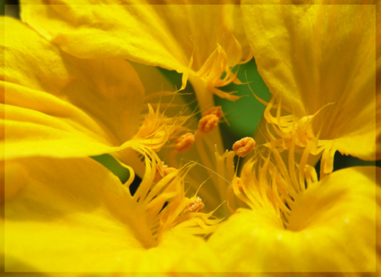 photo "In heart of a flower" tags: macro and close-up, nature, flowers