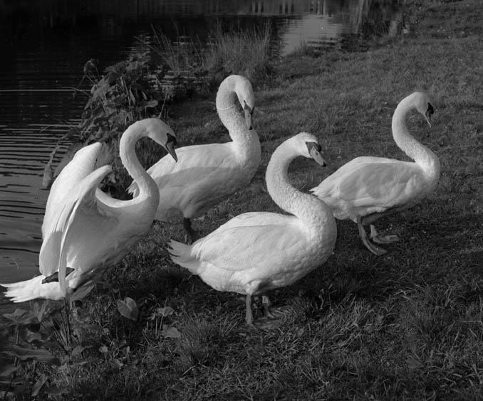 фото "Four Swans" метки: природа, 