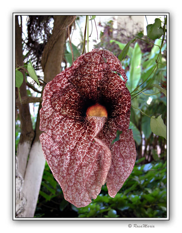 photo "Strange Flower" tags: travel, nature, South America, flowers