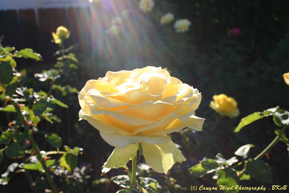 photo "The Glory Of Roses !" tags: nature, flowers