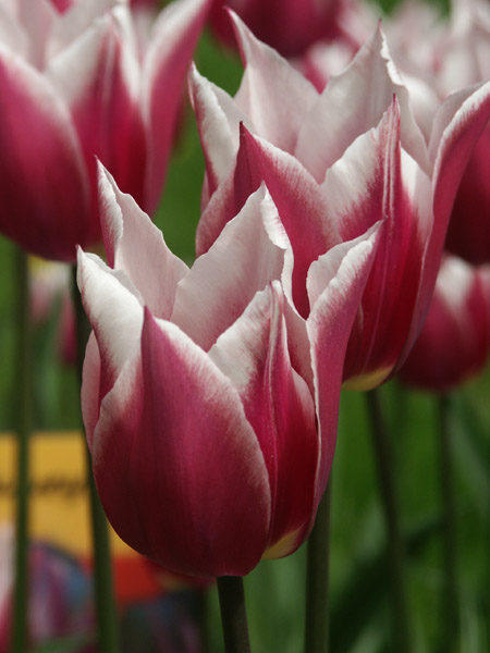 photo "Tulips" tags: nature, flowers