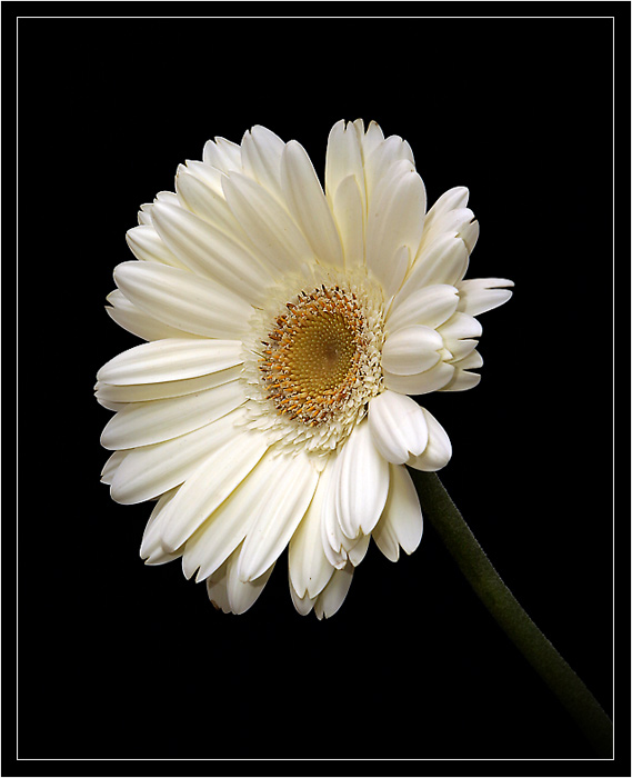 photo "***" tags: nature, macro and close-up, flowers