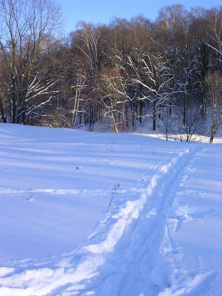 photo "Winter mood" tags: landscape, forest, winter