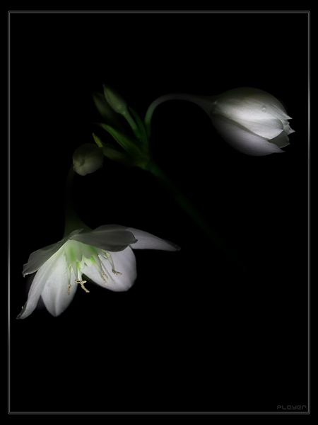 photo "***" tags: nature, macro and close-up, flowers