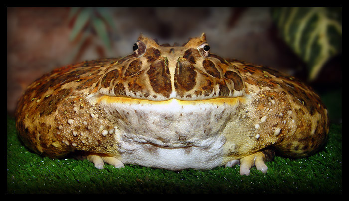 photo "Crumpet...)   (The Barrier ukrashennaya)" tags: nature, macro and close-up, wild animals