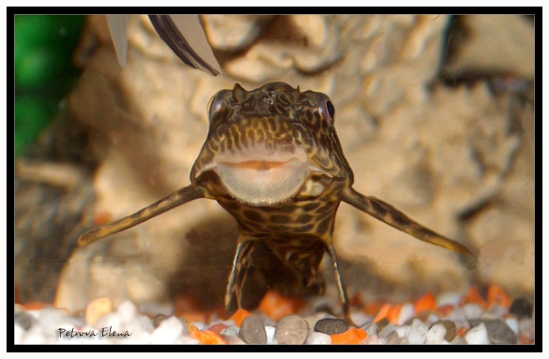 photo "The Aviator" tags: underwater, nature, pets/farm animals