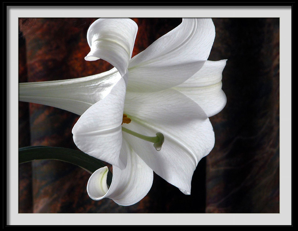 photo "lilium longiflorum" tags: nature, flowers