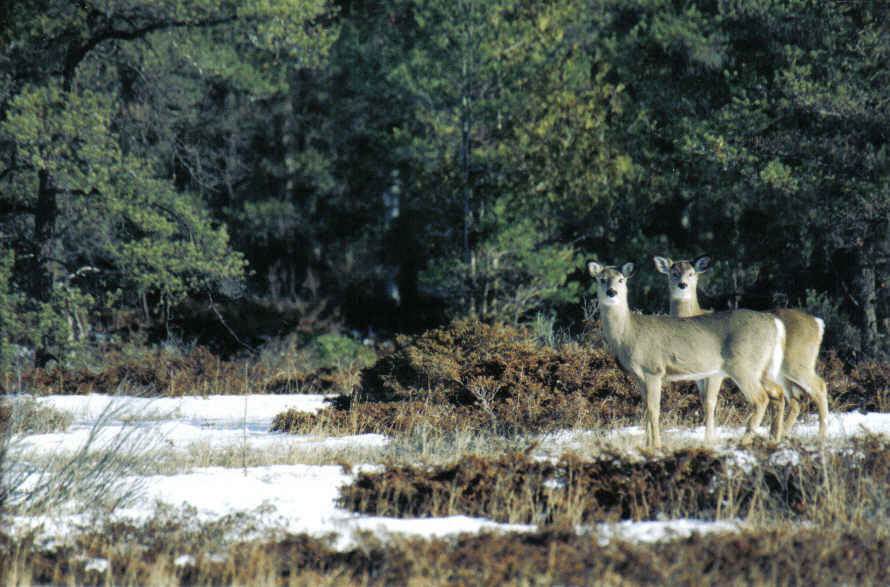 фото "white tails" метки: природа, пейзаж, дикие животные, зима