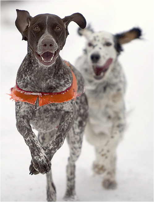 photo "Leader and tailgate" tags: nature, pets/farm animals