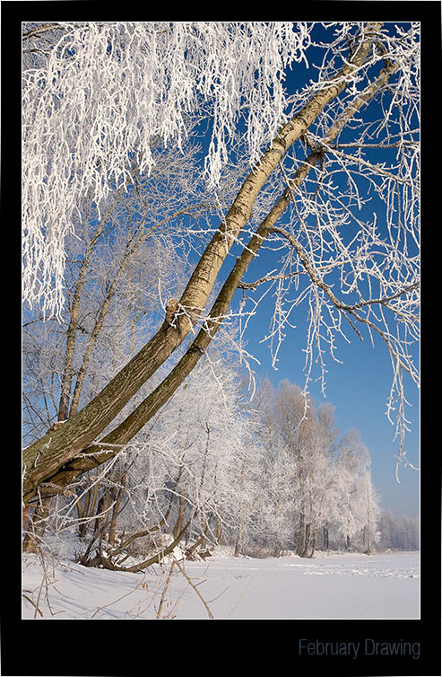 photo "February drawing" tags: landscape, forest, winter