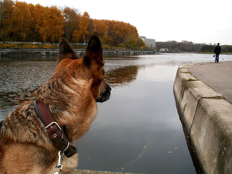 photo "Untitled photo" tags: landscape, nature, autumn, pets/farm animals