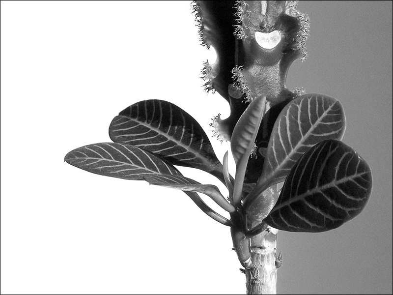 photo "Treatment of light and shade" tags: black&white, nature, flowers
