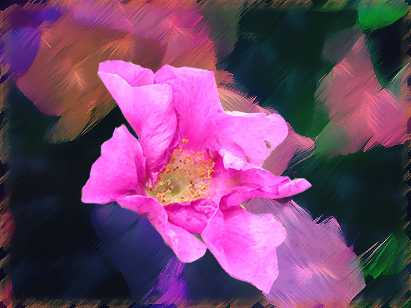 photo "Wild rose" tags: nature, abstract, flowers