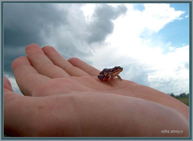 photo "Point of a support" tags: macro and close-up, nature, wild animals