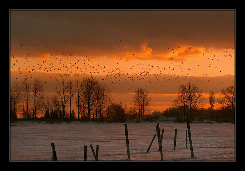 photo "Birds of Fire" tags: landscape, sunset, winter