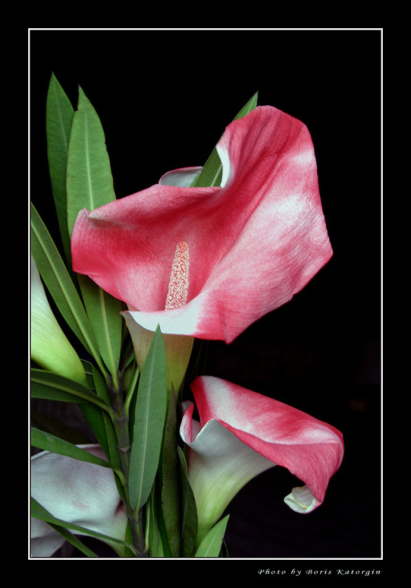 photo "By all in love and favourite" tags: still life, nature, flowers