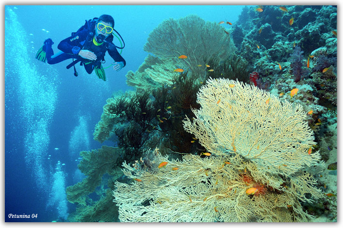 photo "Gorgonarias" tags: underwater, 