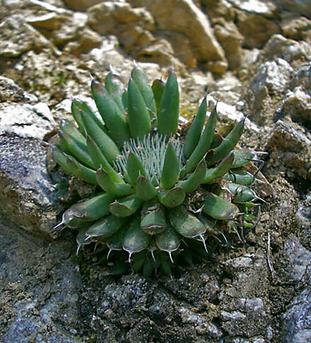 photo "In the middle of stones" tags: nature, macro and close-up, flowers